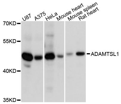 Western blot - ADAMTSL1 antibody (144-08073)