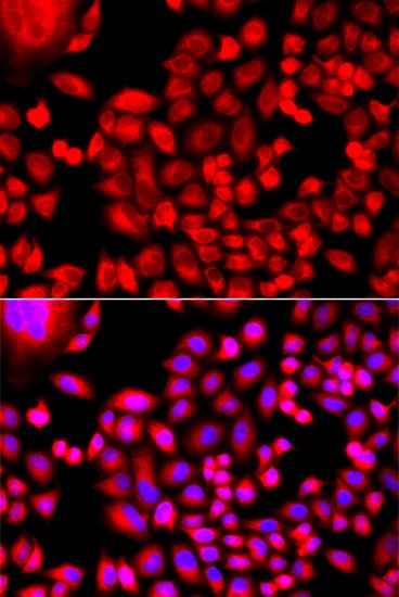 Immunofluorescence - MTHFD1L antibody (144-07969)