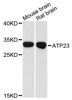 Western blot - ATP23 antibody (144-12885)