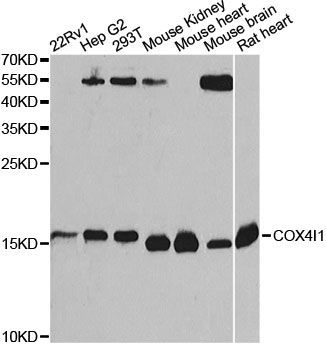 Western blot - COX4I1 Polyclonal Antibody (144-06564)