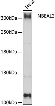 Western blot - NBEAL2 antibody (144-015797)