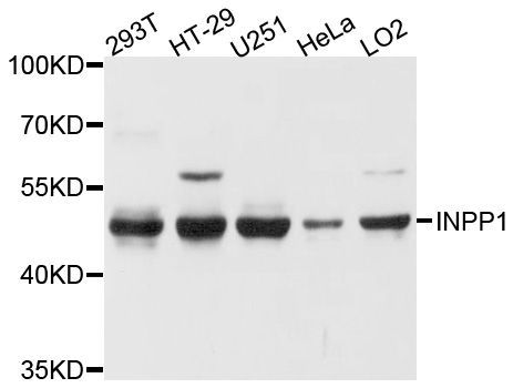 Western blot - INPP1 Polyclonal Antibody (144-10372)