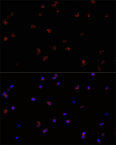 Immunofluorescence - PTPRC antibody (144-02115)