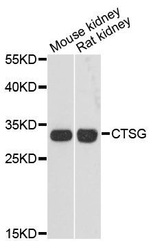 Western blot - CTSG Polyclonal Antibody (144-60220)
