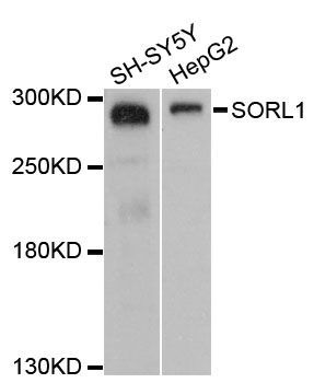 Western blot - SORL1 antibody (144-60160)