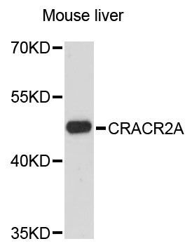 Western blot - CRACR2A antibody (144-60495)