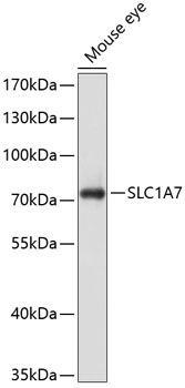 Western blot