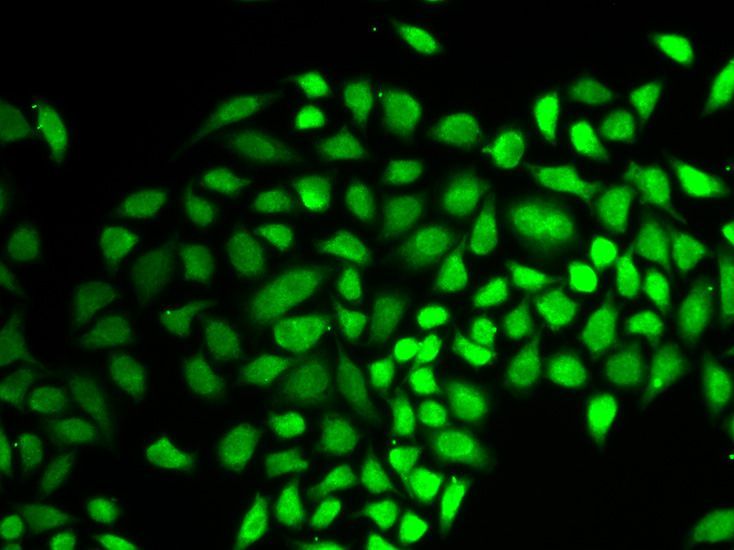 Immunofluorescence - USP7 antibody (144-60394)