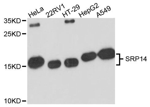 Western blot - SRP14 antibody (144-12926)