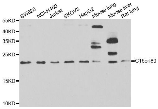 Western blot - C16orf80 antibody (144-07099)