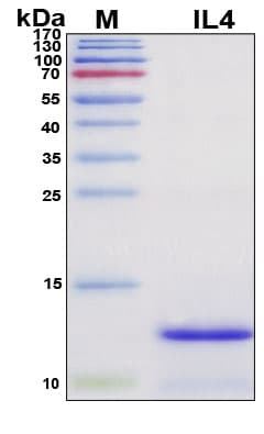 SDS-PAGE Image
