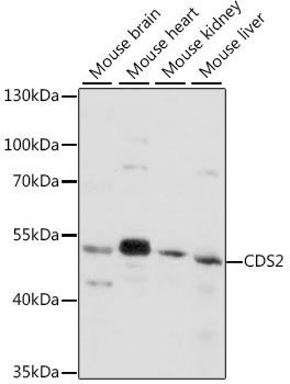 Western blot