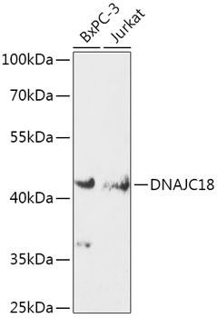 Western blot