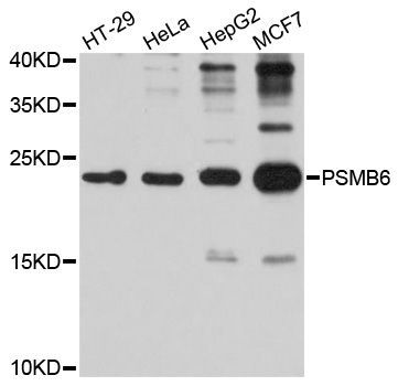 Western blot - PSMB6 antibody (144-04053)