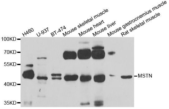 Western blot - MSTN antibody (144-06913)