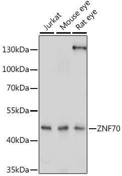 Western blot