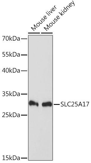 Western blot