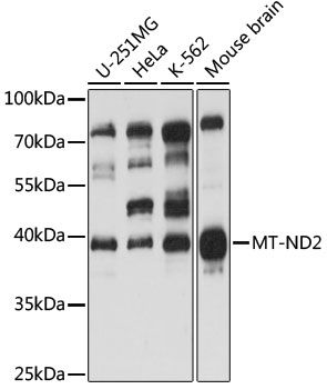 Western blot