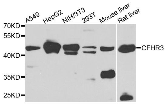 Western blot - CFHR3 antibody (144-07775)