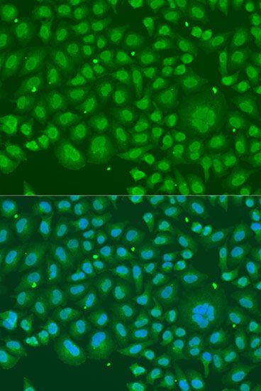 Immunofluorescence - HNRNPR antibody (144-05883)