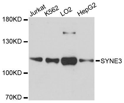 Western blot - SYNE3 antibody (144-60248)