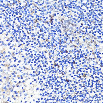 Immunohistochemistry - [KO Validated] YAP1 Polyclonal Antibody (144-01002)