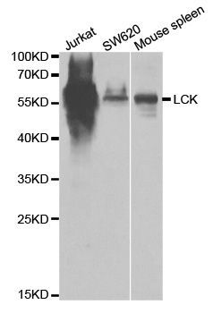 Western blot - LCK antibody (144-02177)