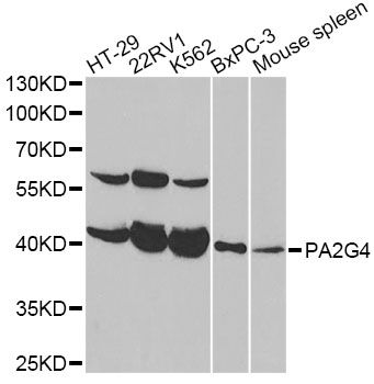 Western blot - PA2G4 antibody (144-60558)
