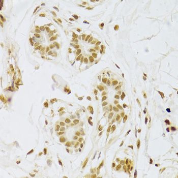 Immunohistochemistry - SNRPA Antibody (144-06410)