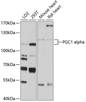 Western blot