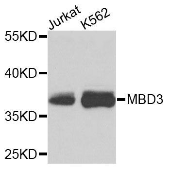 Western blot - MBD3 antibody (144-02251)