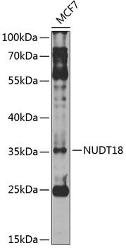 Western blot