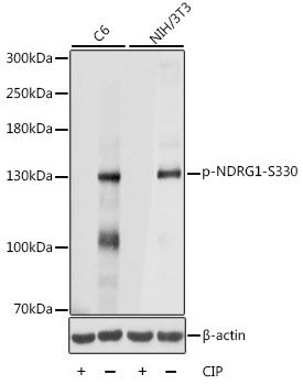 Western blot - Phospho-NEDD4L-S448 pAb (144-61549)