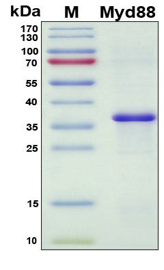 SDS-PAGE