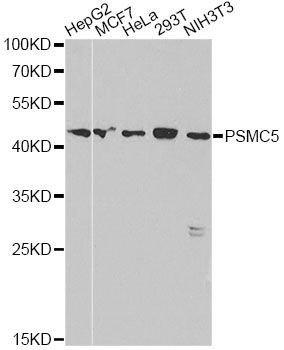 Western blot - PSMC5 antibody (144-60382)