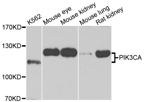 Western blot - PIK3CA Polyclonal Antibody (144-00265)