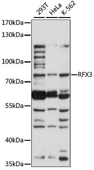 Western blot