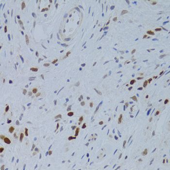 Immunohistochemistry - NASP Antibody (144-06938)