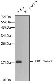 Western blot