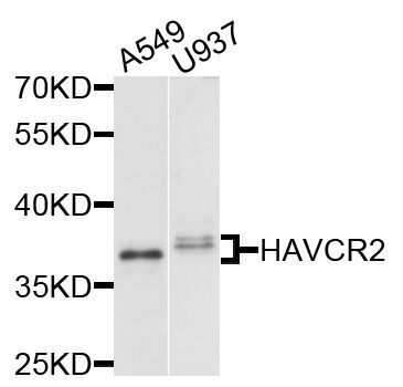 Western blot - HAVCR2 antibody (144-02516)