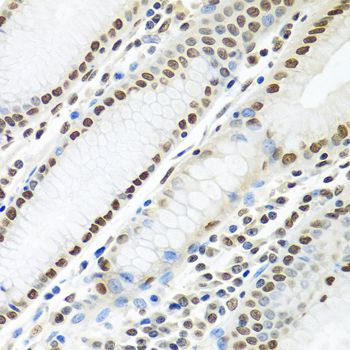 Immunohistochemistry - PTBP1 antibody (144-06107)