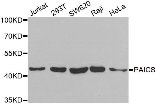 Western blot - PAICS antibody (144-06450)