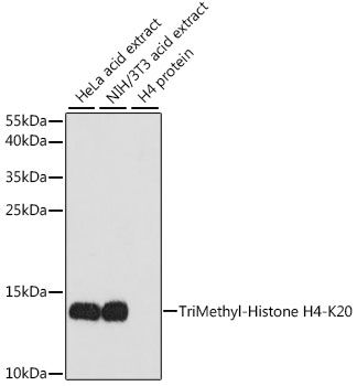 Western blot