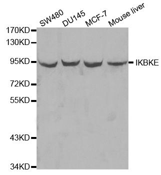 Western blot - IKBKE Polyclonal Antibody (144-00244)