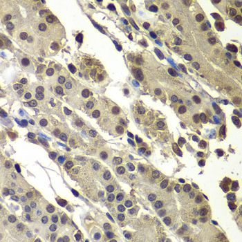 Immunohistochemistry - SUB1 antibody (144-07070)