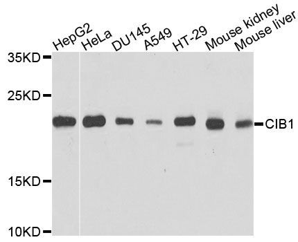 Western blot - CIB1 antibody (144-04430)