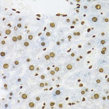 Immunohistochemistry - KHDRBS1 antibody (144-06101)