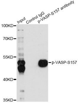 Immunoprecipitation - Phospho-VASP-S157 pAb (144-61511)