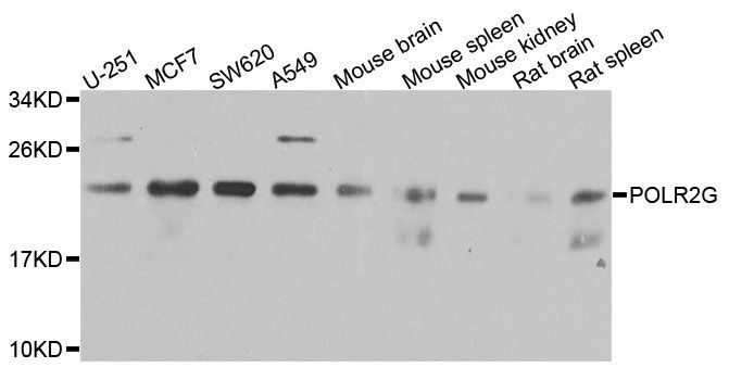 Western blot - POLR2G Polyclonal Antibody (144-06838)