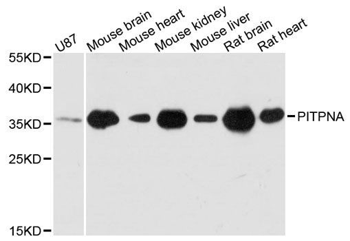 Western blot - PITPNA antibody (144-12966)
